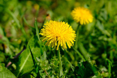 Close-up of yellow dandelion flower on field