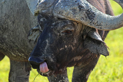 Close-up of a horse