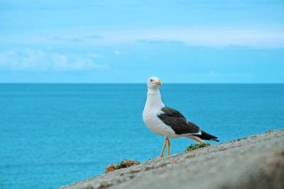 Seagull perching on rock by sea against sky