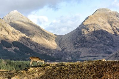 View of a horse on mountain