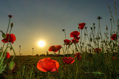 Red poppies on field against sky during sunset