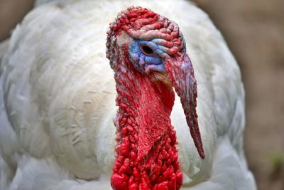 Close-up of a turkey