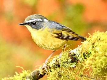 Close-up of bird perching on a plant