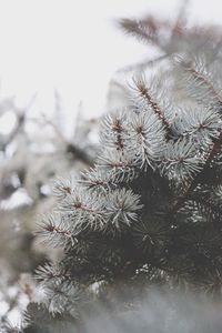 Close-up of snow covered tree