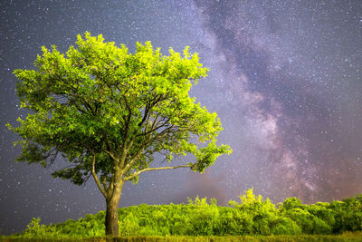 Trees on field against sky at night