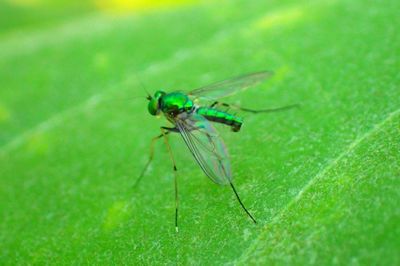 Close-up of damselfly on grass