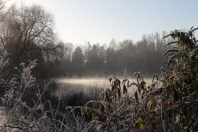 Plants by trees in forest against sky