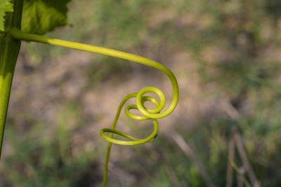 Close-up of yellow leaf