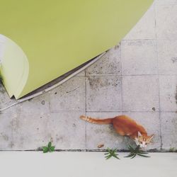 Close-up of lizard on autumn leaf