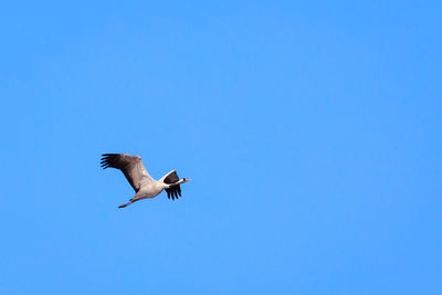 Low angle view of crane bird flying against clear blue sky