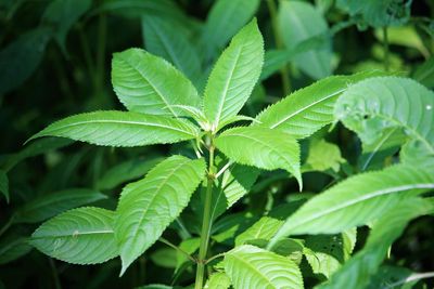 Close-up of green leaves