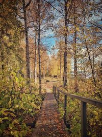 Footpath amidst trees in forest during autumn