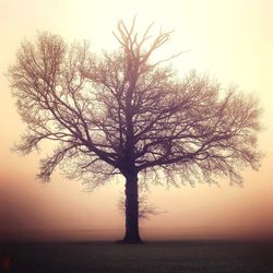 Tree against sky during sunset