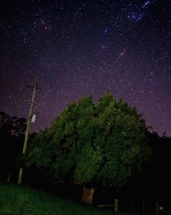 Trees against star field at night