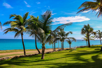 Coconut palm trees on beach against sky