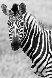 Close-up of zebra