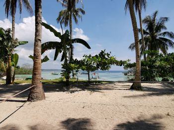 Palm trees on beach against sky