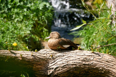 Duck perching on a tree