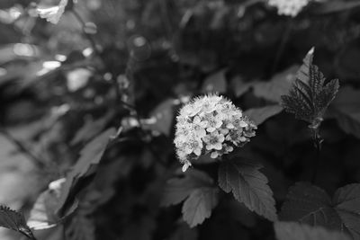 Close-up of plant