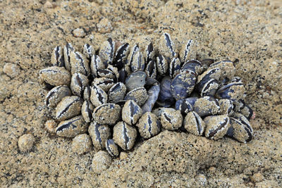 High angle view of animal on sand