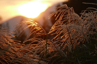 Close-up of dry plant on field against sunset sky