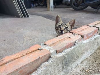 High angle view of tabby cat by retaining wall