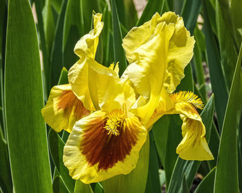 Close-up of yellow flowering plant