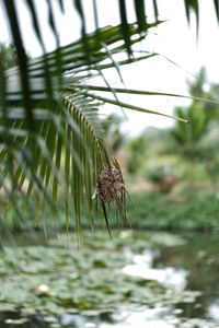 Close-up of butterfly on pine tree in lake