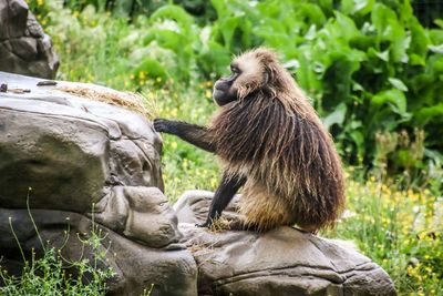 Lion sitting on rock in zoo