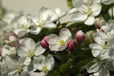 Close-up of white and pink flowering mirabelle blossom on branch