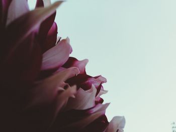 Close-up of flower blooming against clear sky