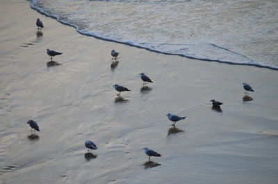 High angle view of pigeons perching on a land