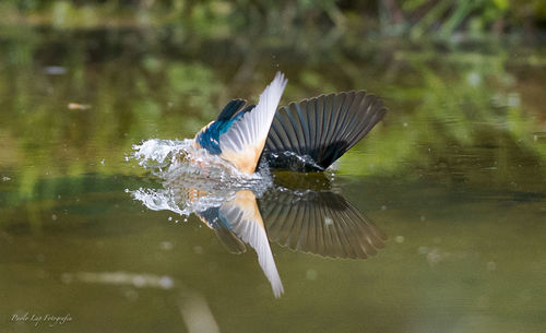 Close-up of bird flying over lake