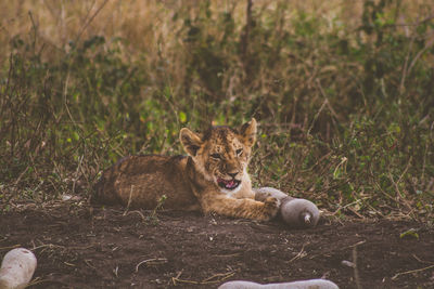 Lion relaxing at zoo