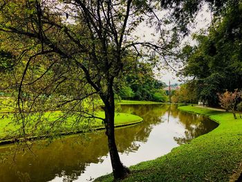 Scenic view of lake by trees