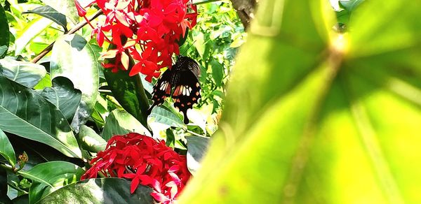 Close-up of butterfly pollinating on red flowering plant