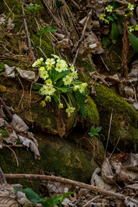 Close-up of plants growing in water