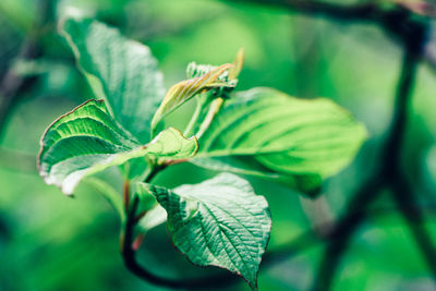 Close-up of plant