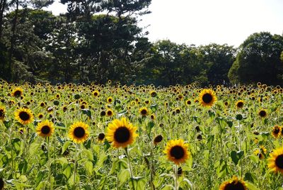 Close-up of sunflowers on field