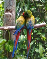 View of parrot perching on tree