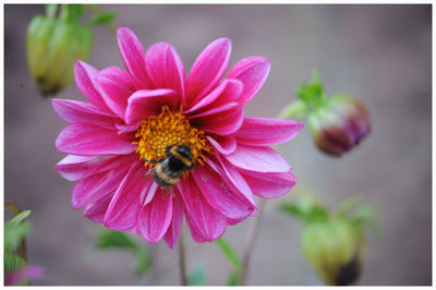 Close-up of bee on pink flower
