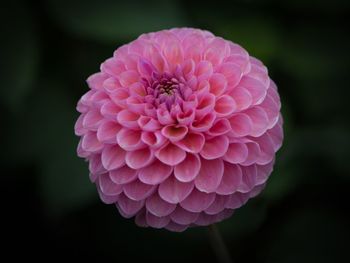 Close-up of pink dahlia flower