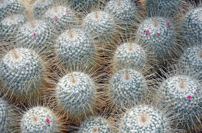 Full frame shot of cactus