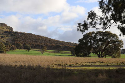 View of trees on landscape against sky