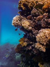 Fish swimming among the corals of the red sea