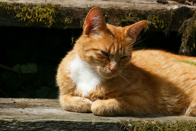 Red-white domestic cat lies on a wooden staircase dozing in the sun