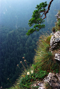 Close-up of plants against sky