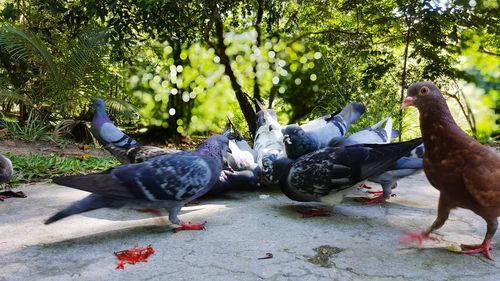 Close-up of birds perching on tree