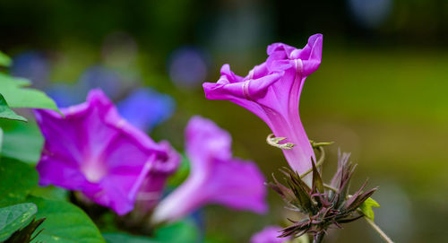 Close-up of pink iris flower