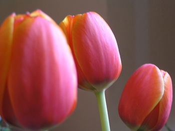 Close-up of pink tulip blooming outdoors